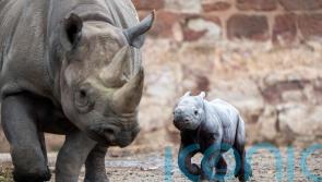 UK zoo celebrates birth of critically endangered eastern black rhino