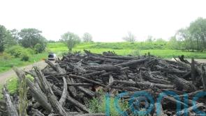 Fens were once dominated by forests of yew trees, research suggests