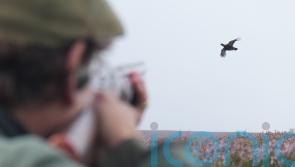 RSPB calls on MSPs to support grouse moor legislation