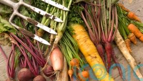 Which root veg can I harvest now for Christmas?