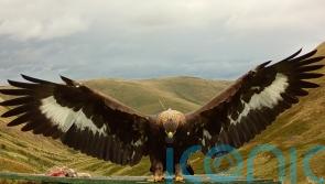 Missing golden eagle ‘believed to have come to harm’, police say