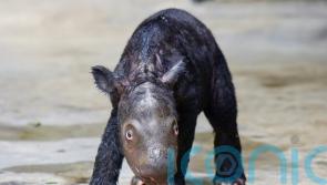 Critically endangered Sumatran rhino born on Indonesian island