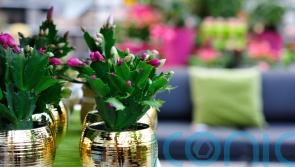What Christmas houseplants will celebrity gardeners be displaying this year?