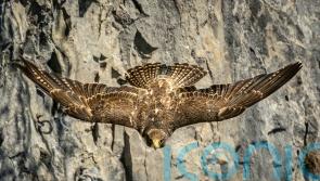 Police appeal after bird of prey found dead in illegal trap