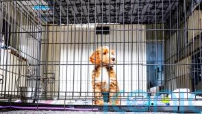Buying pet from puppy farms could fund organised crime, families warned