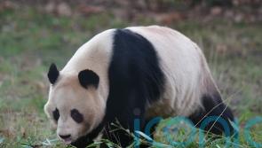 Giant Pandas start journey back to China