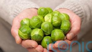 How to grow your own Brussels sprouts