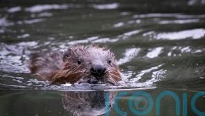 Beavers to return to Cairngorms after 400 years