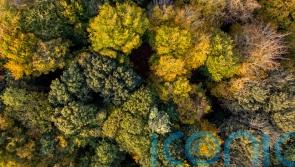 Supermarkets urge PM to introduce deforestation laws promised two years ago