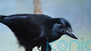 Crows can use self-control to hold out for favourite food, study suggests