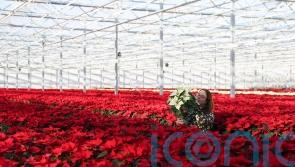 Grower produces rarer white variety of poinsettia house plant
