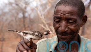 Wild birds ‘distinguish between calls made by different African tribes’ – study