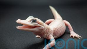 Extremely rare white alligator born at Florida reptile park