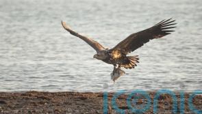 Lamb no longer a major food source for white-tailed eagles – study