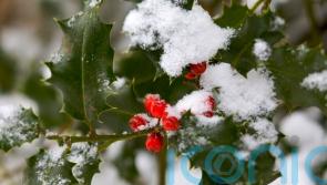 9 things you didn’t know about holly, our favourite Christmas plant