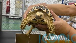 Live animals, horns and ivory seized in global wildlife trafficking operation
