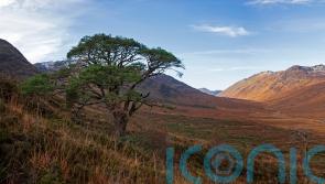 Centuries-old Scots pine saved as part of Highlands rewilding project