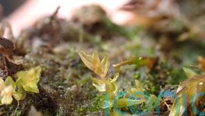 Rare moss discovery boosts hopes of survival in UK
