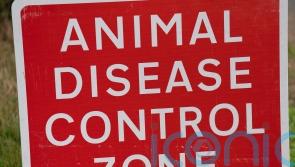 Poultry farmers await judge’s ruling on bird flu compensation fight