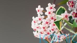 Which houseplants will be trending in 2024?