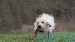 How to keep your home mud-free when you’re a dog owner