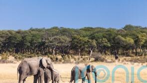 At least 100 elephants die in drought-stricken Zimbabwe park