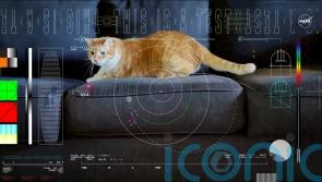 Cat named Taters steals the show in first video sent by laser from deep space