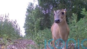 Saving Rudolph: AI used to deter deer from railway tracks this Christmas