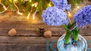 Christmas houseplants you can grow outside after the festive season