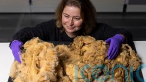 Dolly the sheep’s fleece donated for display at national museum