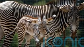 UK conservationists helping protect rare zebras from pipeline scheme in Kenya
