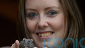 Irish hamster charity advises owners to consider ‘ethical care’ approach