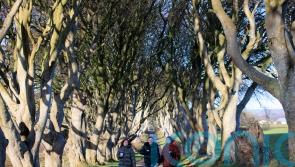 Trees made famous by Game Of Thrones ‘could disappear within 15 years’