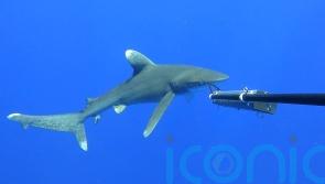 Rare on-screen glimpse of critically endangered oceanic whitetip shark
