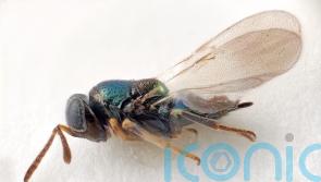 Newly discovered species of wasp named after Doctor Who’s Daleks