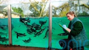 In Pictures: Zookeepers carry out annual count of all creatures great and small