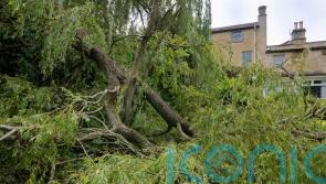 How to rescue your garden after heavy winds and rain