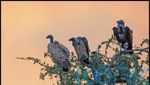 African birds of prey face decline with 90% of species threatened, study finds