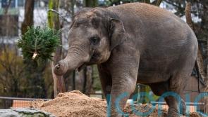 Unsold Christmas trees on the menu for elephants and bison at Berlin Zoo