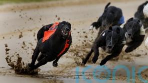 Greens to seek greyhound racing ban in Scotland