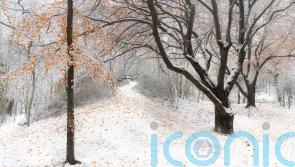 ‘Spellbinding’ image of autumn leaves in the snow wins South Downs photo prize