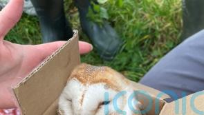 Christmas came early for Co Down nature conservators with late brood of owls