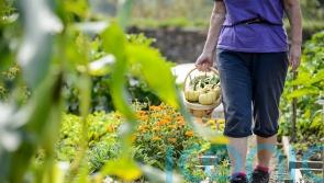 Discover new skills with the pick of the crop of gardening courses