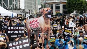 South Korean parliament endorses landmark legislation banning dog meat industry