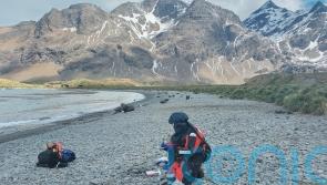 Bird flu found in Antarctic seals