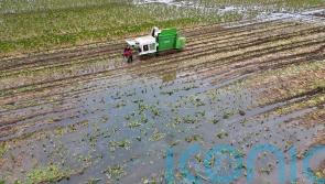 Supermarket accepts smaller vegetables in bid to help flood-hit farmers