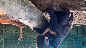 Bear found in abandoned Ukrainian zoo arrives at new home in Scotland