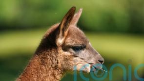 Calls for alpacas and llamas to be included in export-for-slaughter ban