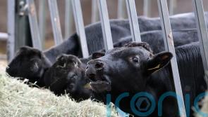 Beef exports should feature in Ireland-China talks, says think tank