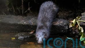 Trapping invasive mink with gland scent ‘could help save British wildlife’